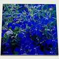 lobelia tile 0569